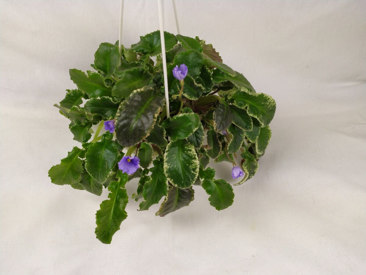 Фиалка сорта 'Senk's Try The Decaf' в подвесном горшке