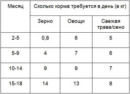 Рацион питания коров: что нужно для высокой продуктивности скота