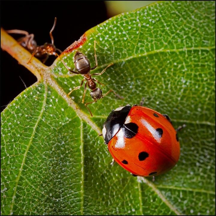 Божья коровка