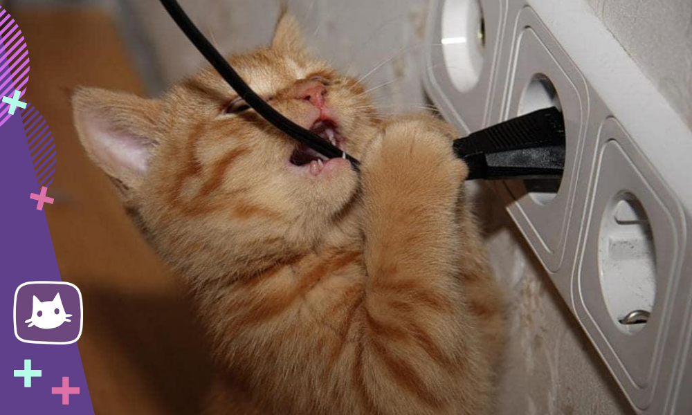 котенок грызет провода что делать