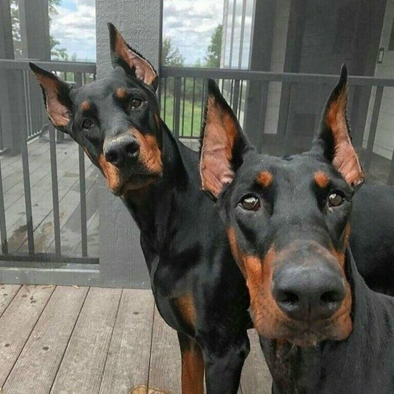 Доберман, Доберман-пинчер.