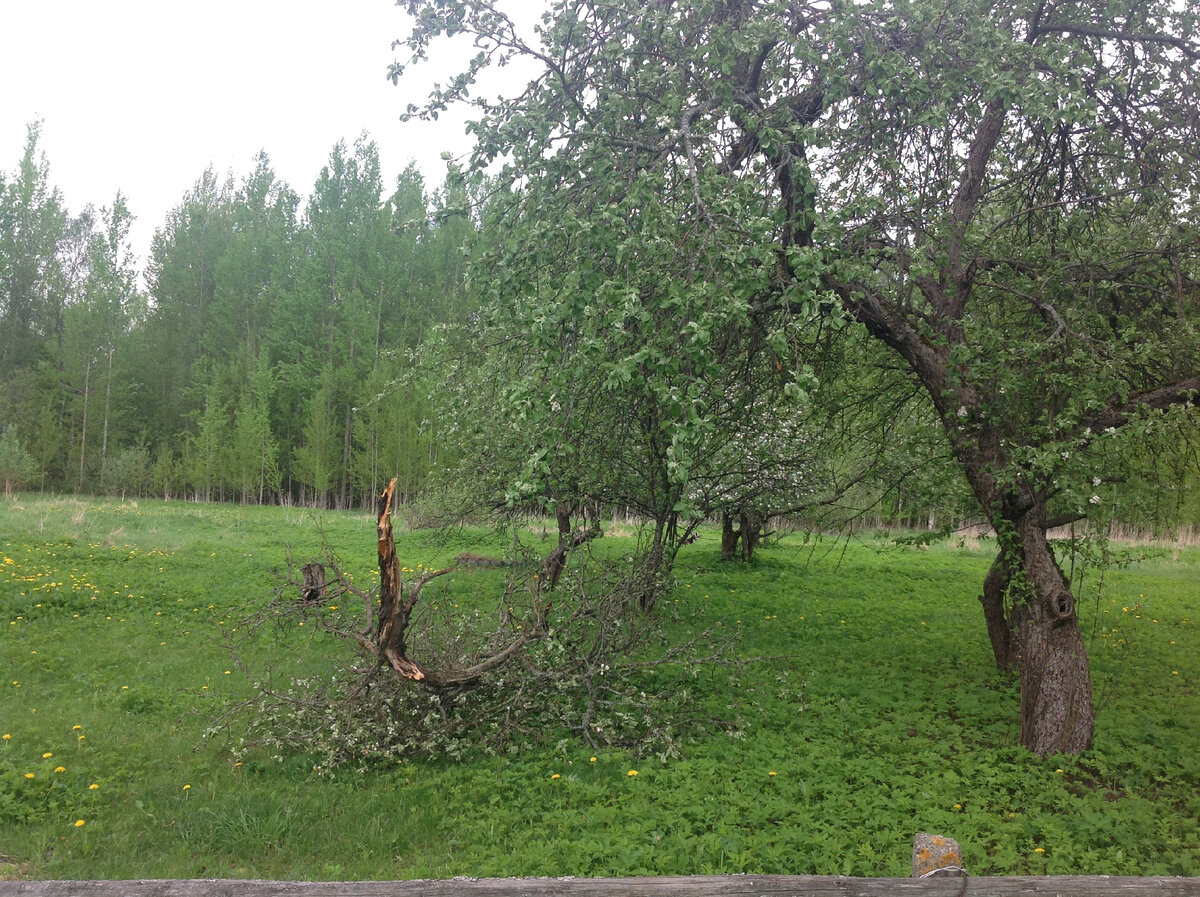 Сломанная яблоня