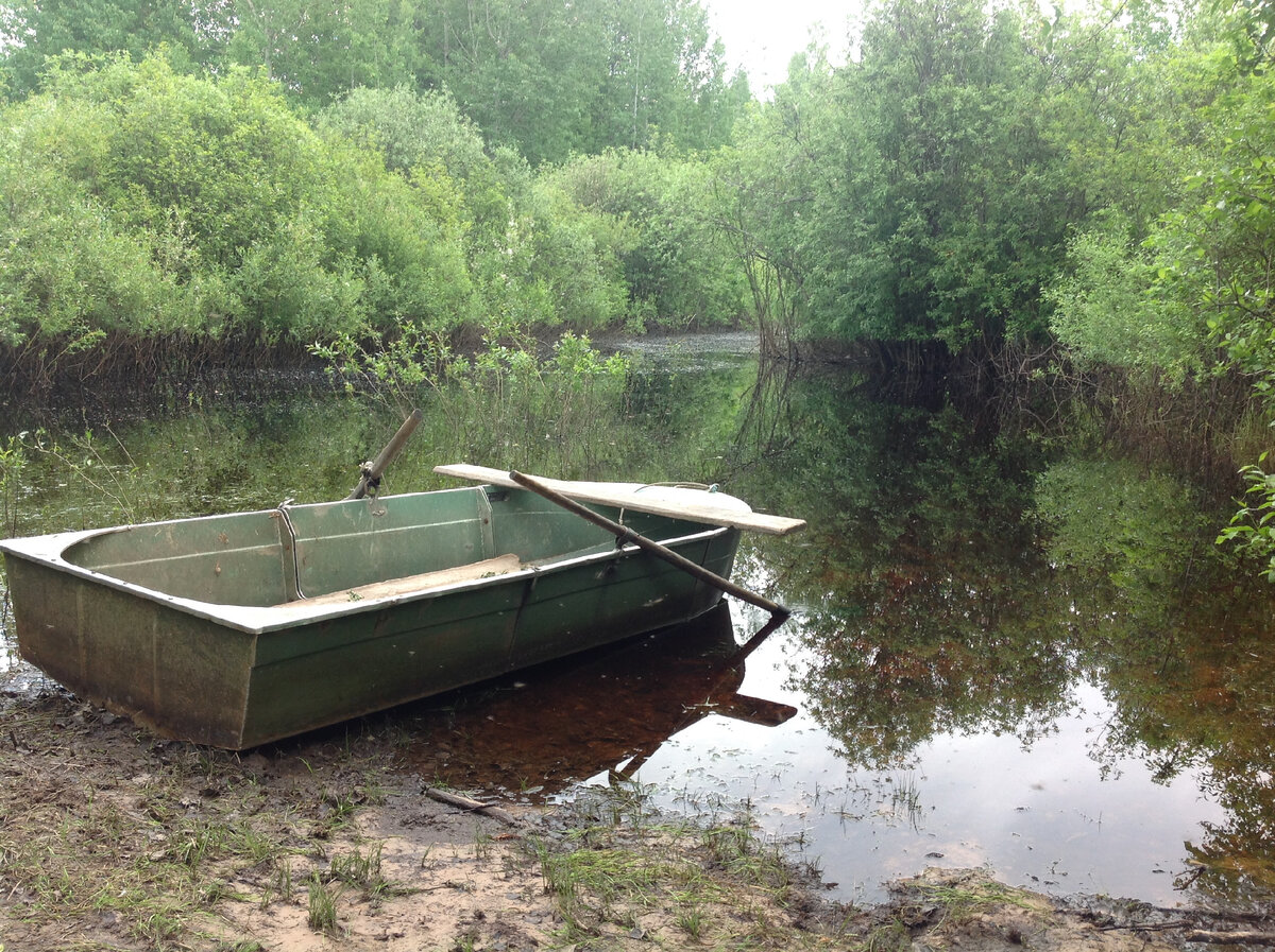 Черные, без листьев, стволы ивняка показывают прежний уровень воды