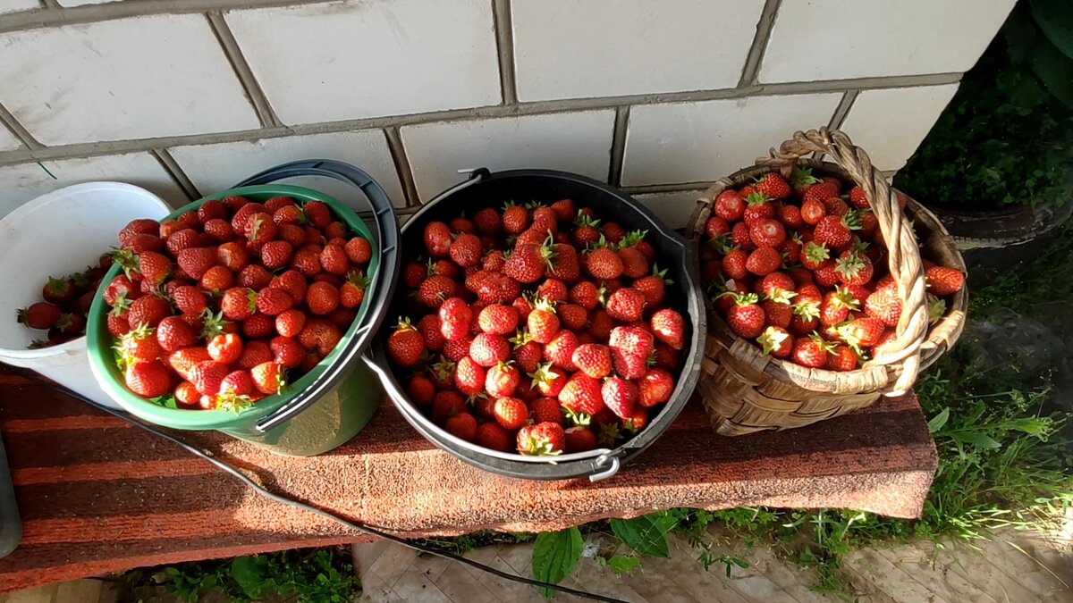 Собранная клубника