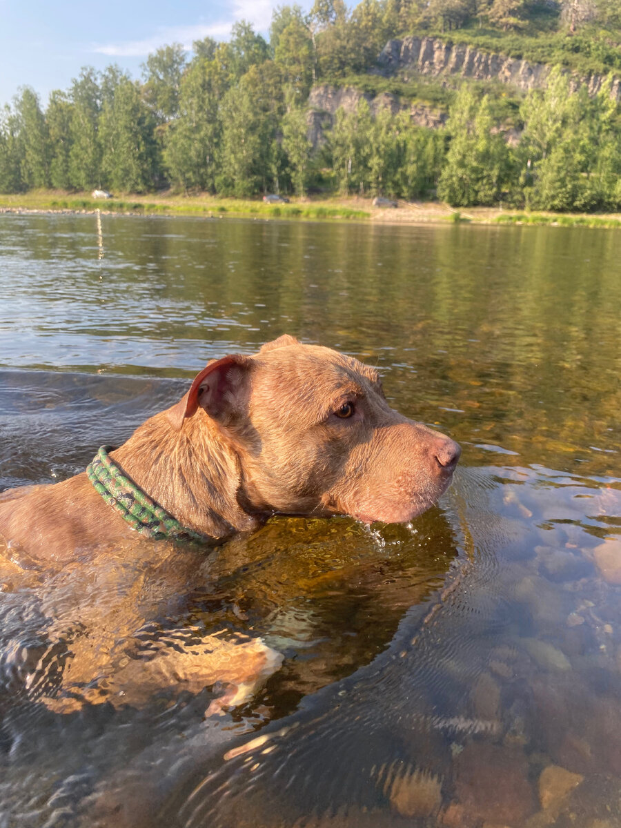 Фрэд, 8 лет, р.Инзер