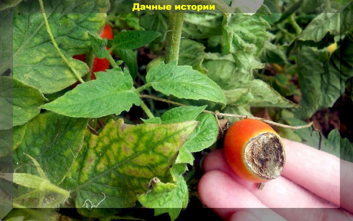 https://vk.com/photo-159774511_457248393