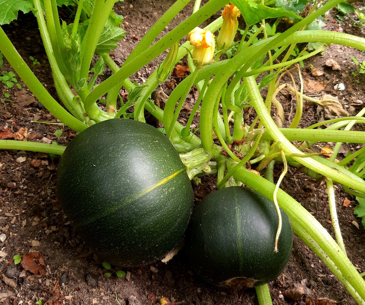 "Поваренок". Фото автора. 