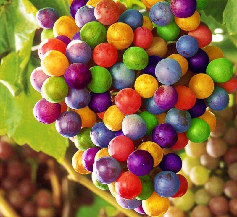 Самый дорогой виноград. Rainbow grapes виноград. Сорт винограда Радужный. Радужные ягоды. Экзотические ягоды.