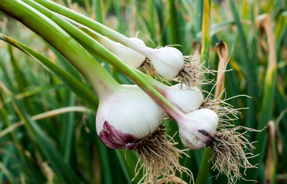 источник фото https://food-tips.ru/wp-content/uploads/2017/11/ExternalLink_shutterstock_647022712.jpg