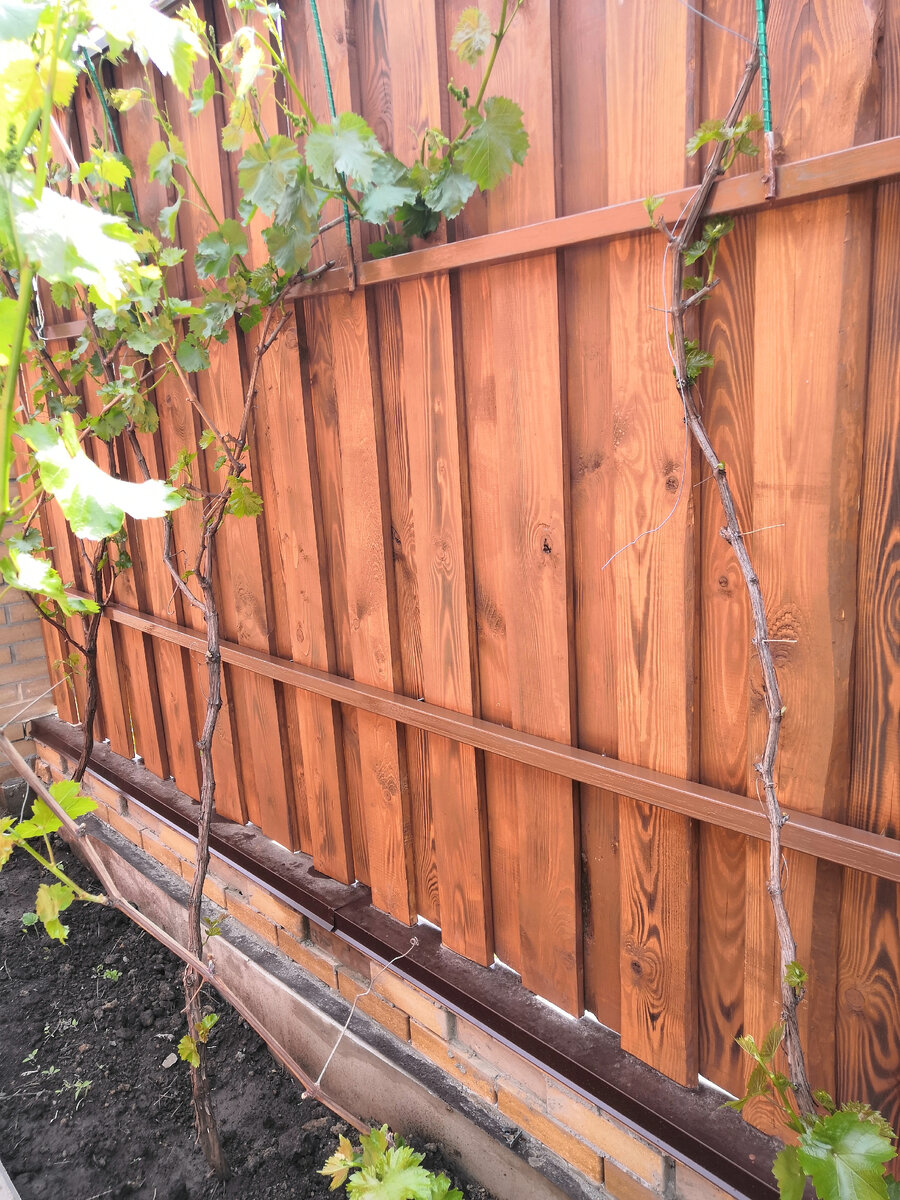 Наш деревянный забор. Дерево обозжено и покрыто морилкой.