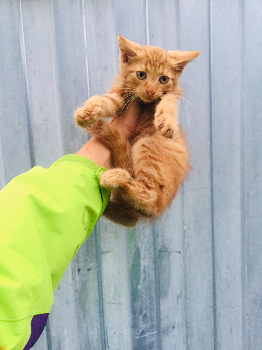 Маленький рыжий котенок с дач ищет свой дом. Мальчик, 2 месяца.  Санкт-Петербург, Ленинградская область. | Animalrescueed | Дзен