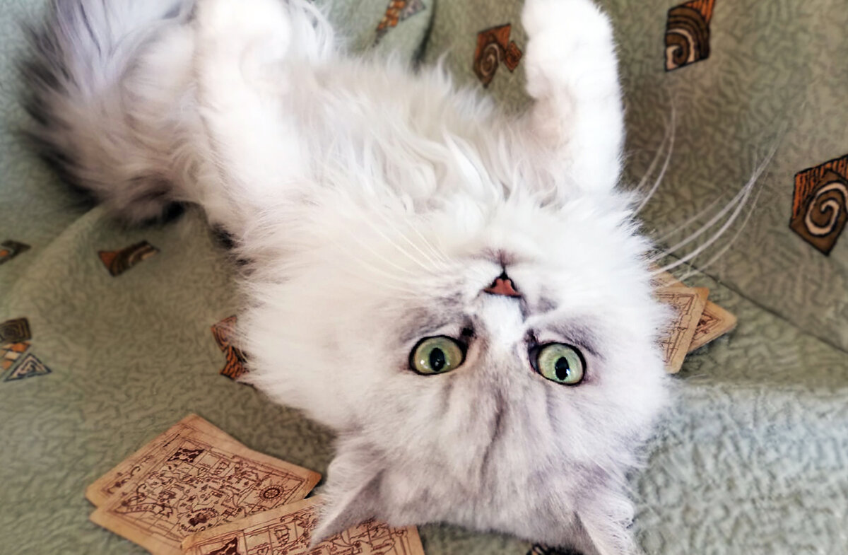 Серая кошка делает выбор. Фото автора