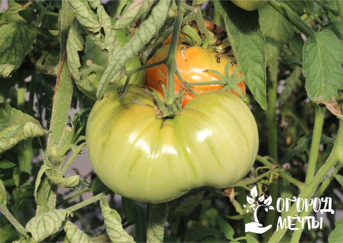 Правильный уход за томатами – секрет высокого урожая