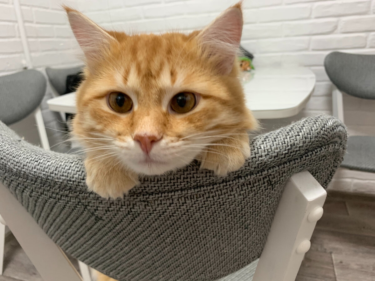 Симба на кухне на своём любимом стуле