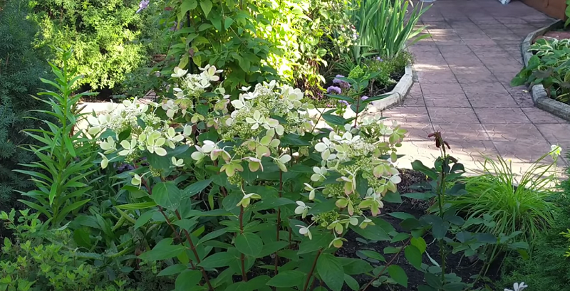 Цветущая метельчатая гортензия