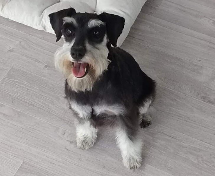 Цвергшнауцерин Розамунд,  в просторечьи Роза Марковна, она же принцесса Верандот.