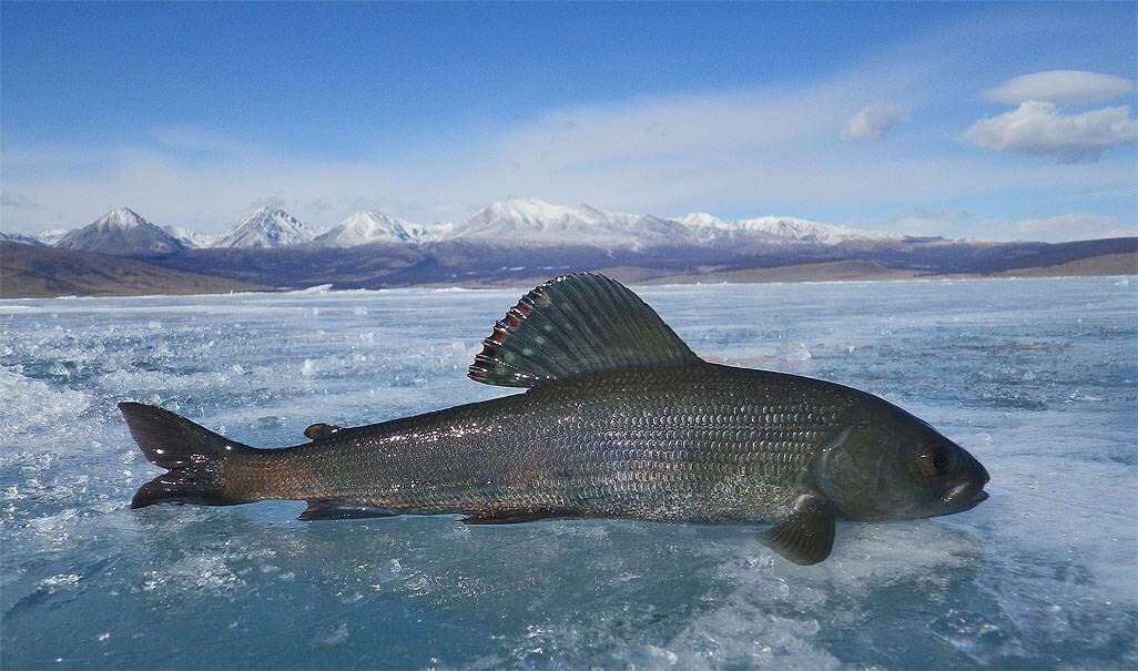 Хариус рыба Байкальский. Хариус на Байкале. Черный Байкальский хариус. Сибирский Байкальский хариус.