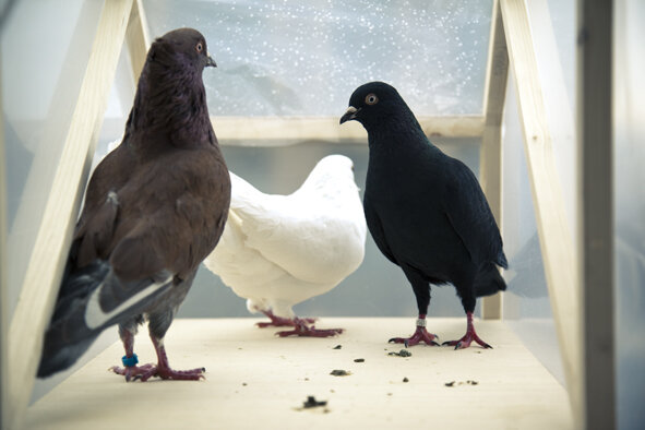  «Золотой голубь». Реализация новой биологической функции у голубей, испражняющихся моющими средствами (Тур ван Бален, 2010). Источник: cohenvanbalen.com