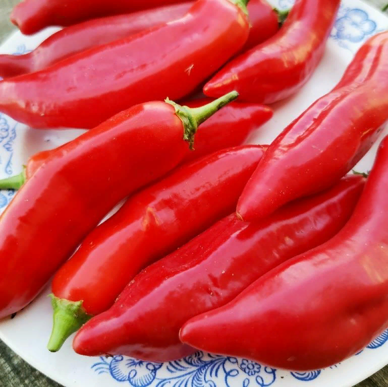 перец ягодный баккатум. перец ягодный баккатум 455 cap. ягодный баккатум. ягодный перец баккатум кап 455 - baccatum pepper cap 455. капсикум баккатум.