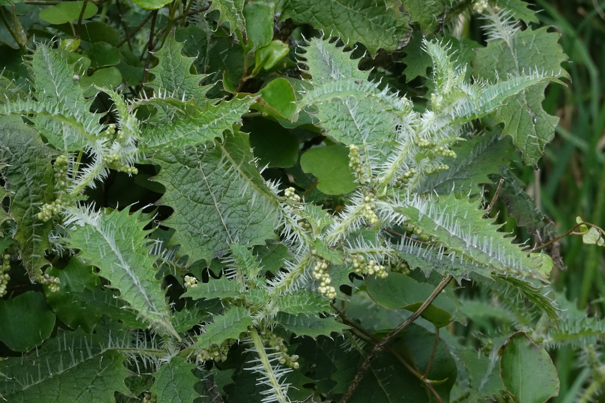 Кроме растений. Крапива Онгаонга. Urtica Ferox – Крапивное дерево Онгаонга. Онгаонга растение. Новозеландское Крапивное дерево.