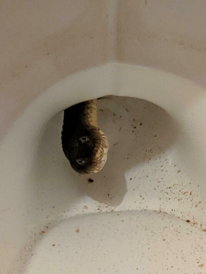 Источник: https://www.reddit.com/r/Wellthatsucks/comments/ixrgc8/well_there_is_a_water_snake_living_in_my_toilet