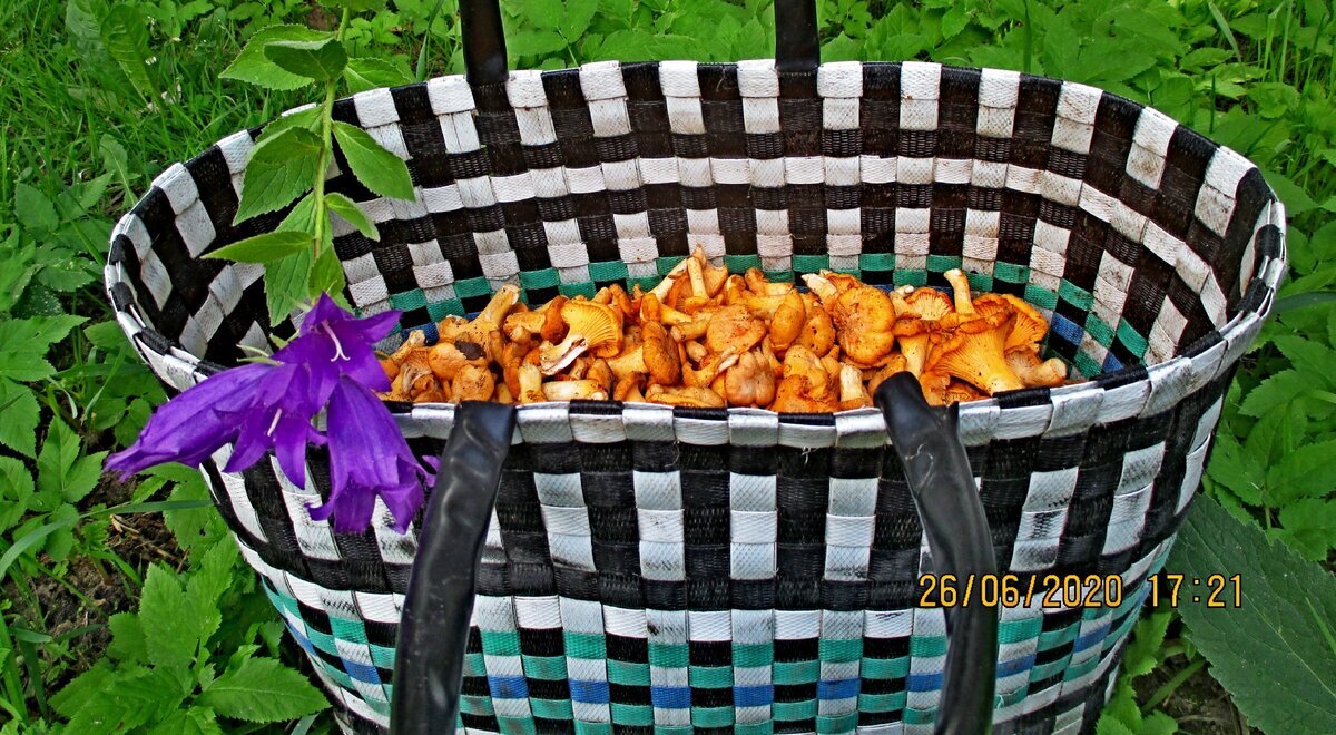 ХОДКА НОМЕР ДВА...ЗА  ЗАБОРОМ ВОКРУГ ДАЧИ,,,