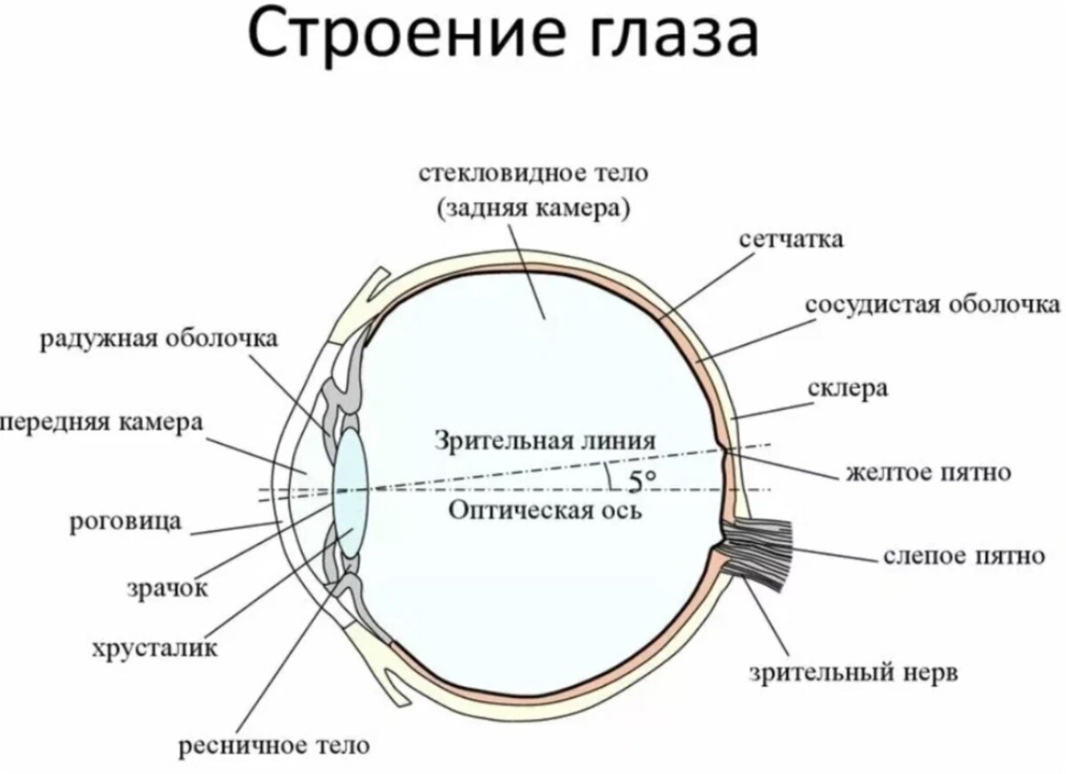 Сетчатка сосудистая оболочка склера. Строение человеческого глаза. Строение глаза человека рисунок.