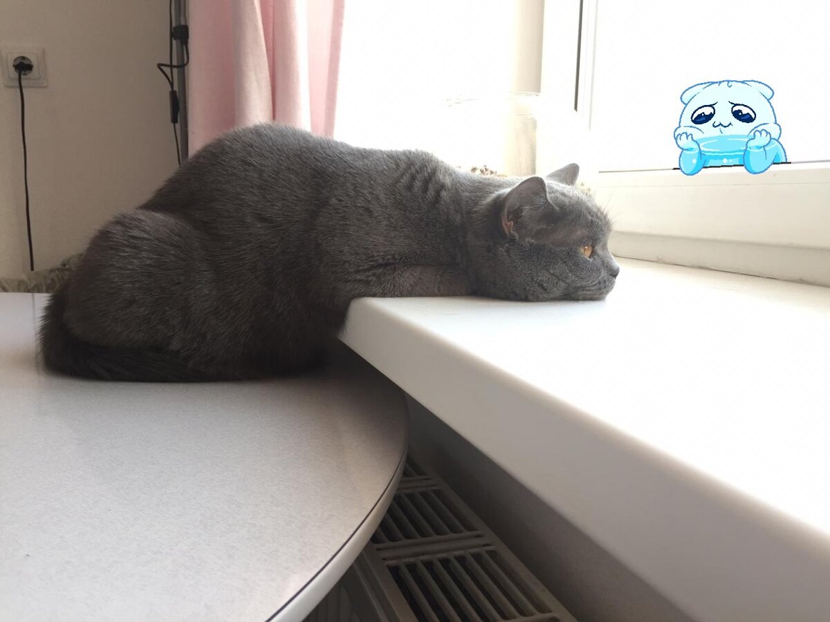 моя кошка тоже страдает прокрастинацией