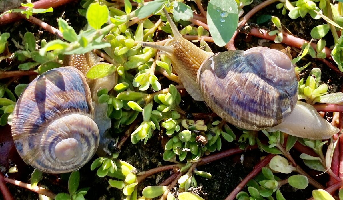 Это виноградные улитки