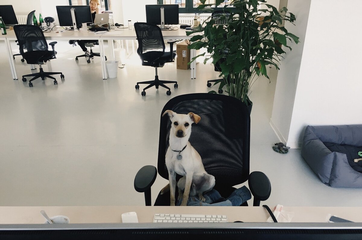 Извините, а как работать вашу работу?