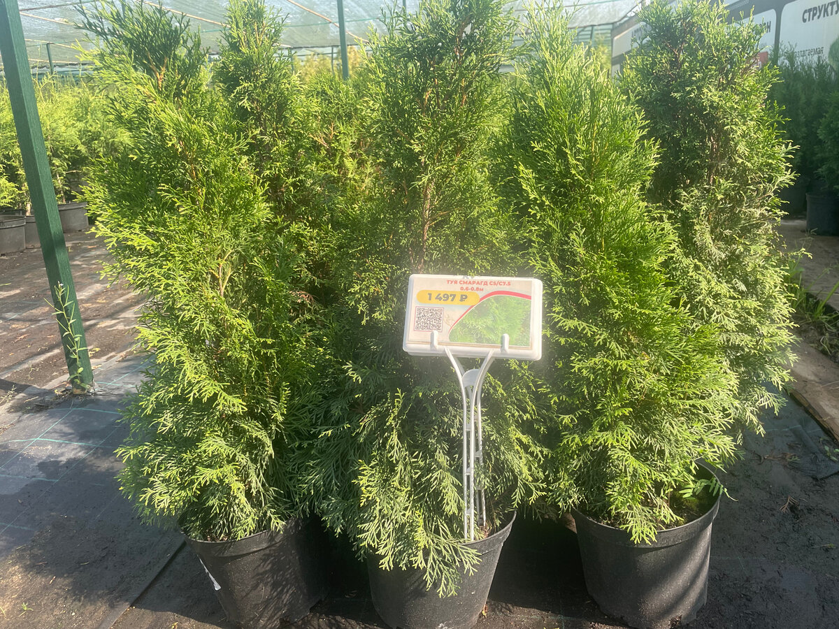 Саженцы туи Смарагда