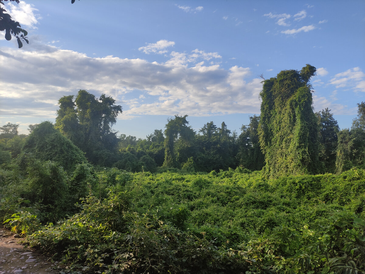 Деревья, которые оплели лианы, - одна из визитных карточек Самурского леса.
