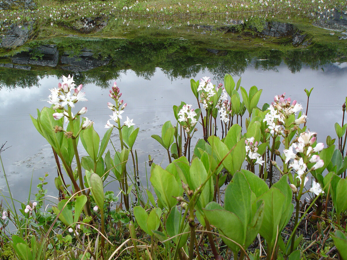 Вахта трёхлистная Menyanthus tripholiata