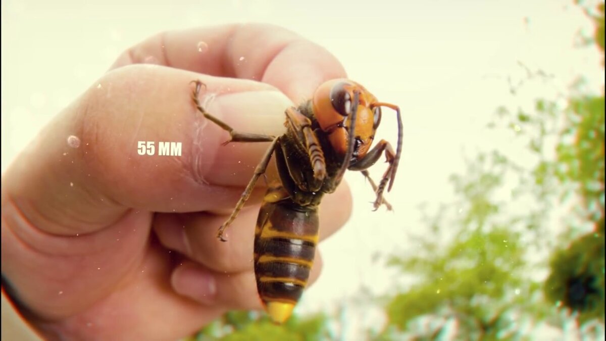 Дожили, шершень размером с мышь