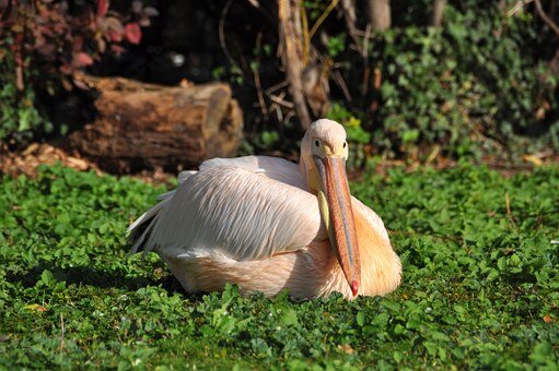 https://cdn.pixabay.com/photo/2014/02/22/15/30/white-pelican-272111__340.jpg