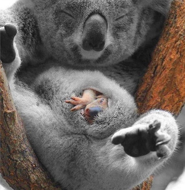 Детеныш в сумке