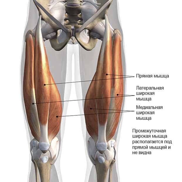 Разбор квадрицепса бедра, обучающая статья для фитнес-тренеров