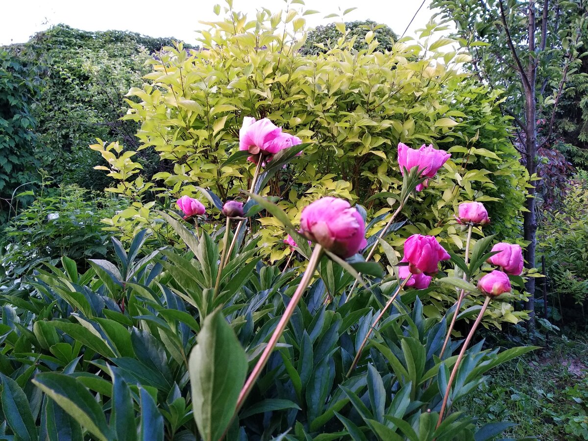 Дёрен "Ауреа" - мой любимец, яркий цвет его листьев восхитителен!