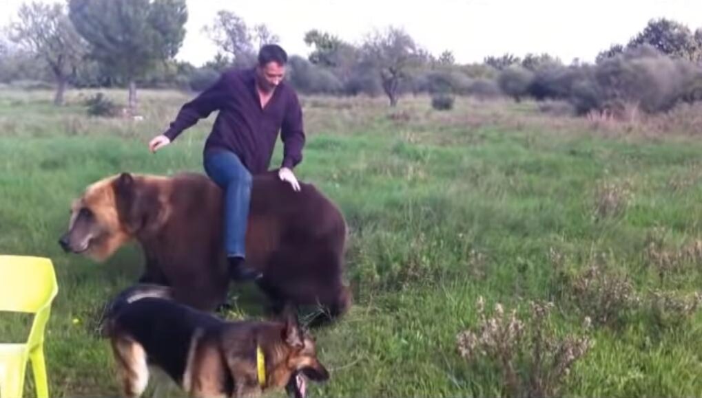 Павел Вякин приручил медведя