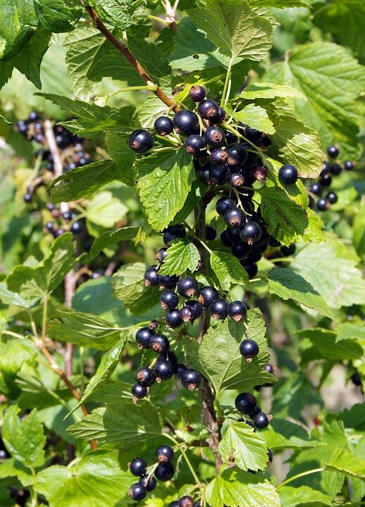https://cdn.pixabay.com/photo/2016/07/10/20/31/black-currant-1508526_960_720.jpg