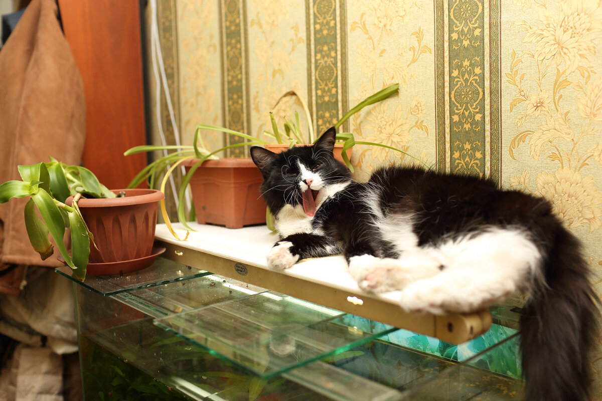 Кошка Кики.Любить спать на светильнике аквариума. И попутно грызть цветочки