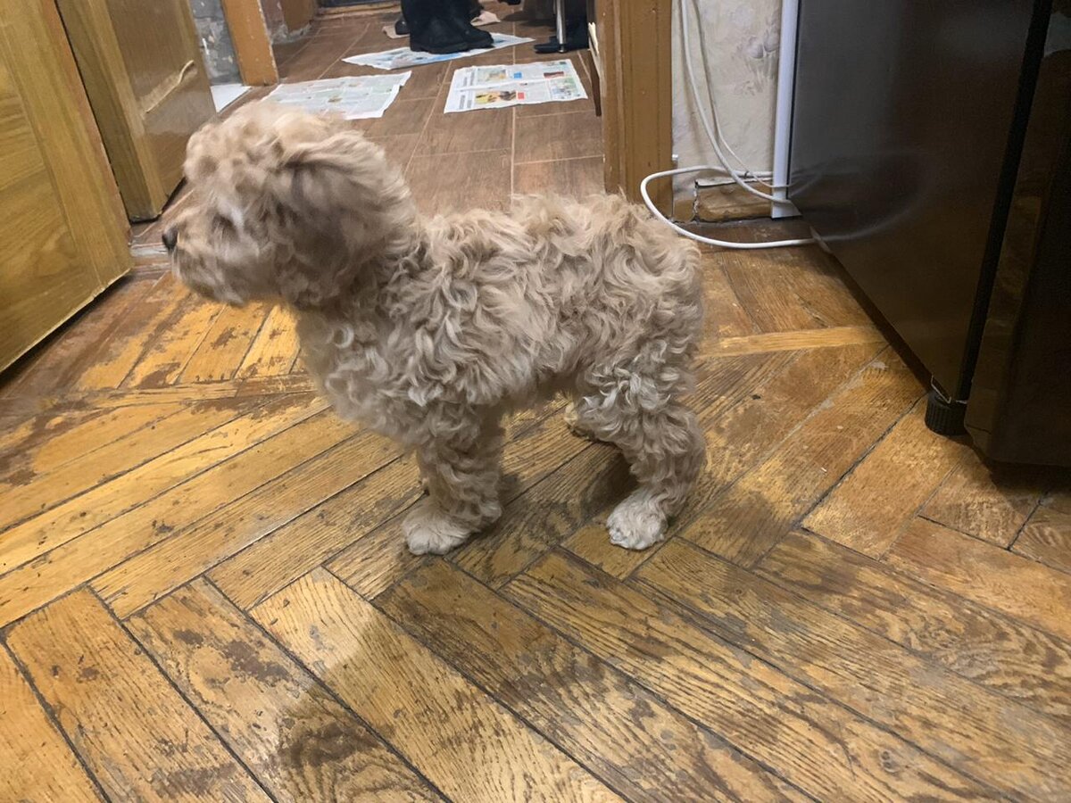 Вот такой вот барашек. 