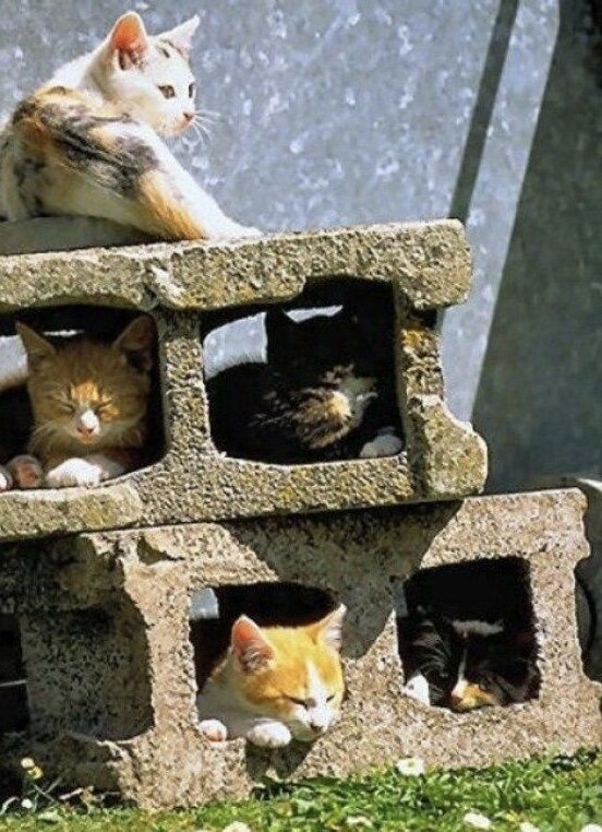 Фото с сервера Яндекс.Картинки