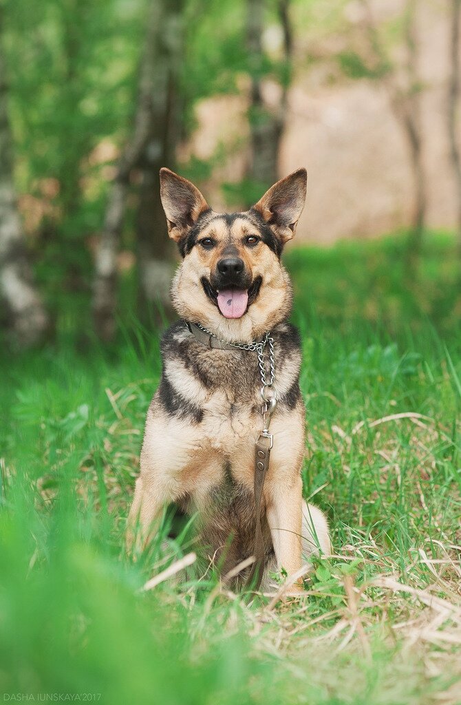 Гера, приют Солнцево