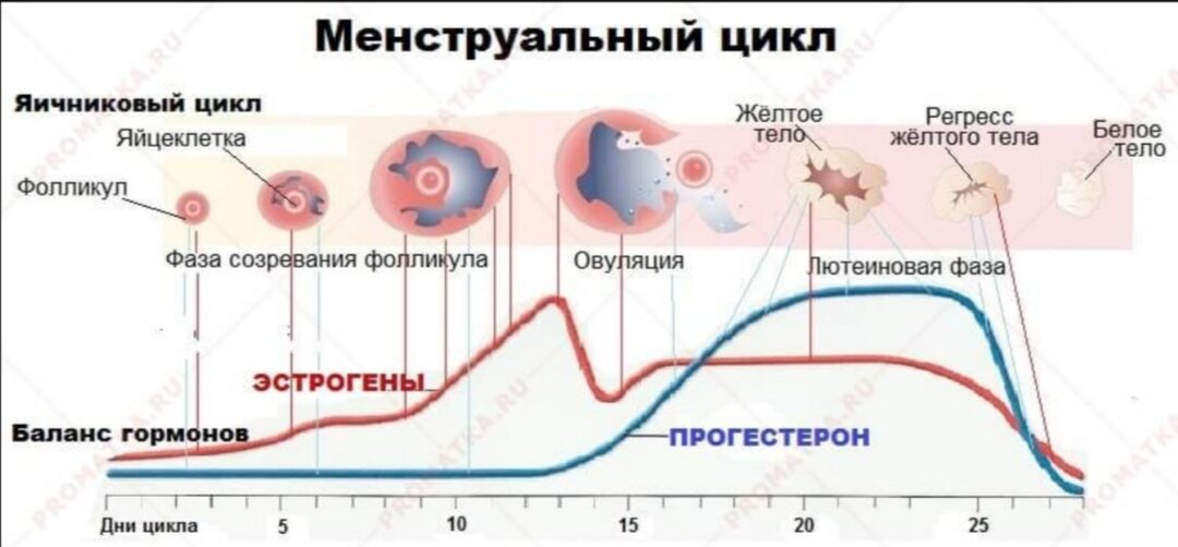 Что произойдет, если худеть во время месячных: последствия и рекомендации.