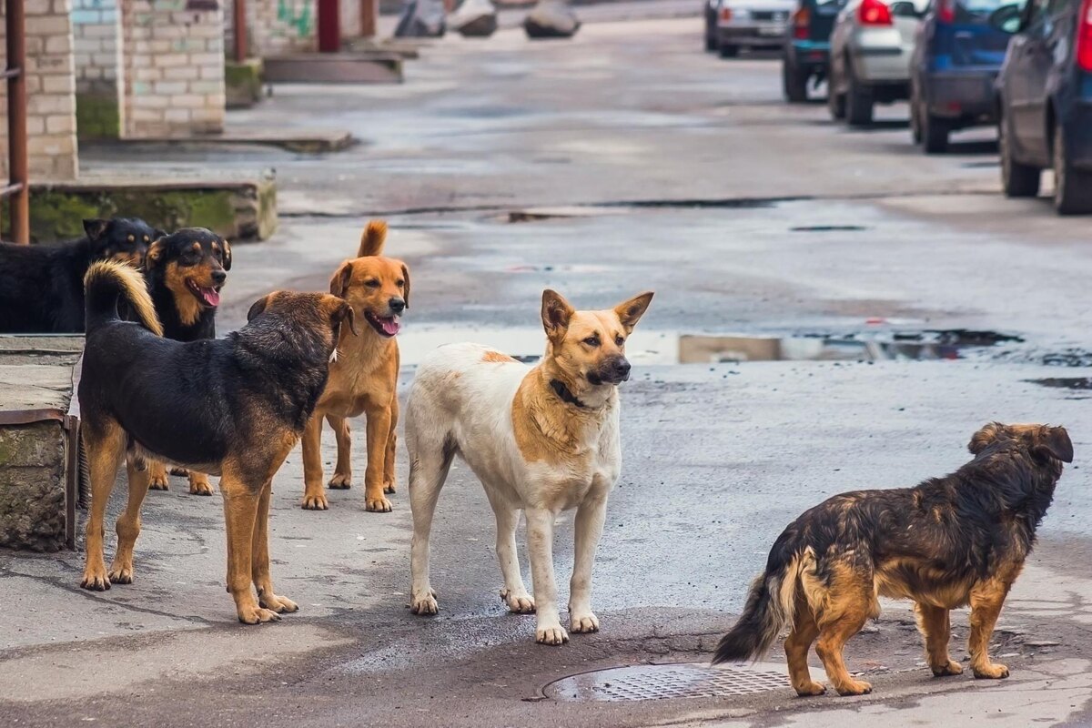 Фото: Яндекс