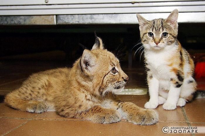 Источник: vk.com/spbzoopark