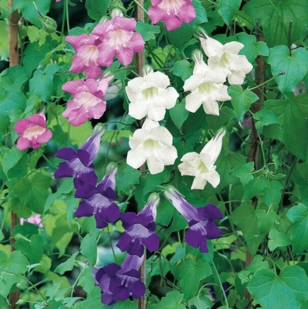 Азарина лазающая 