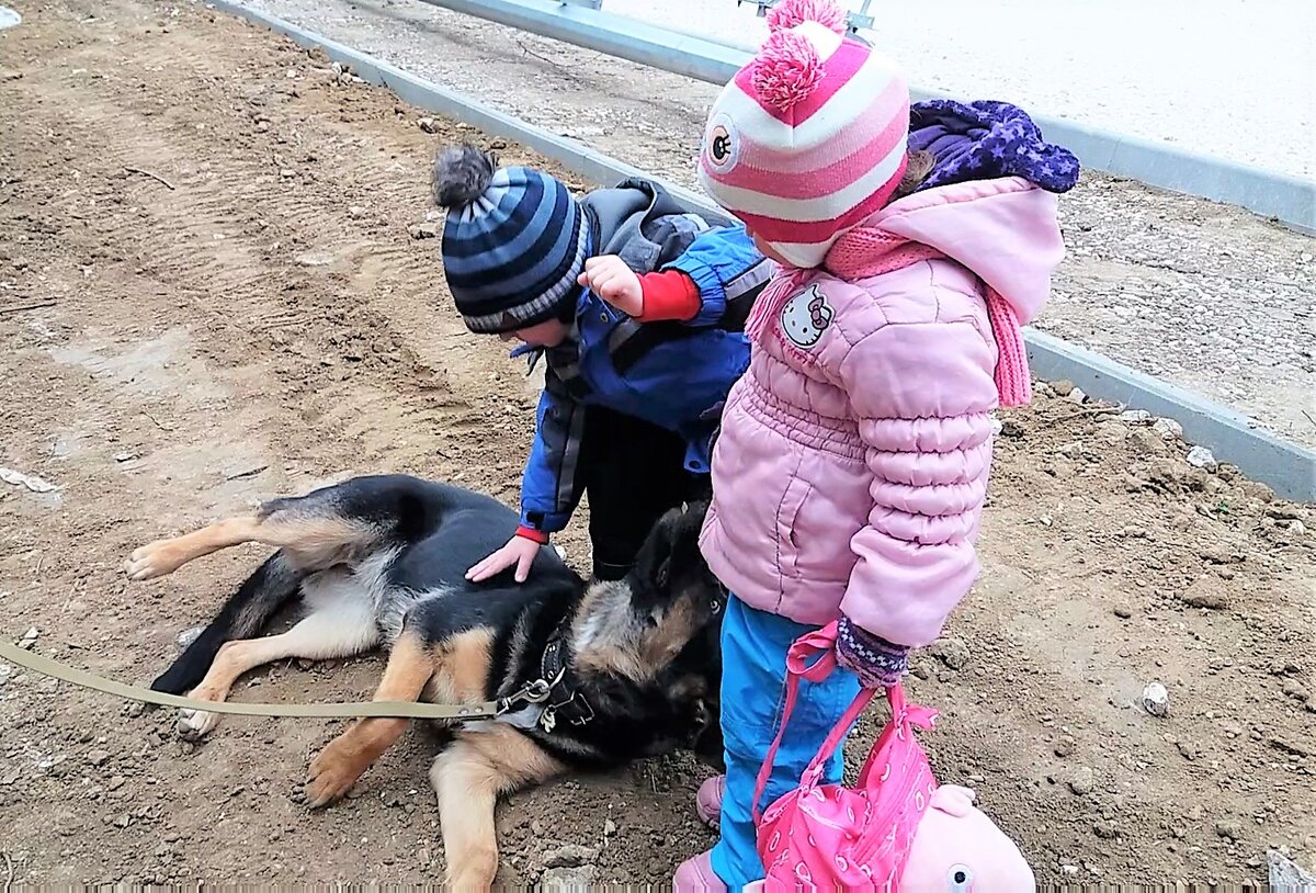 Собаки загрызли 7 девочку. Мальчика загрызли собаки. Собака нападает на девушку.