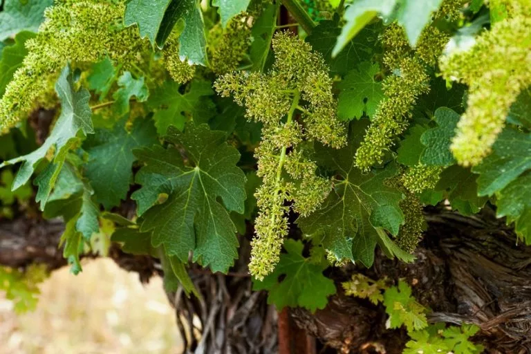 2011 Grape Growing Season Grapevine Flowering and Grape Harvest Predictions - Yo